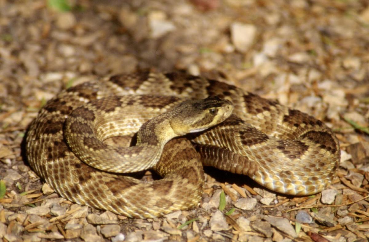 Earth Notes Mohave Rattlesnake Venom KNAU Arizona Public Radio