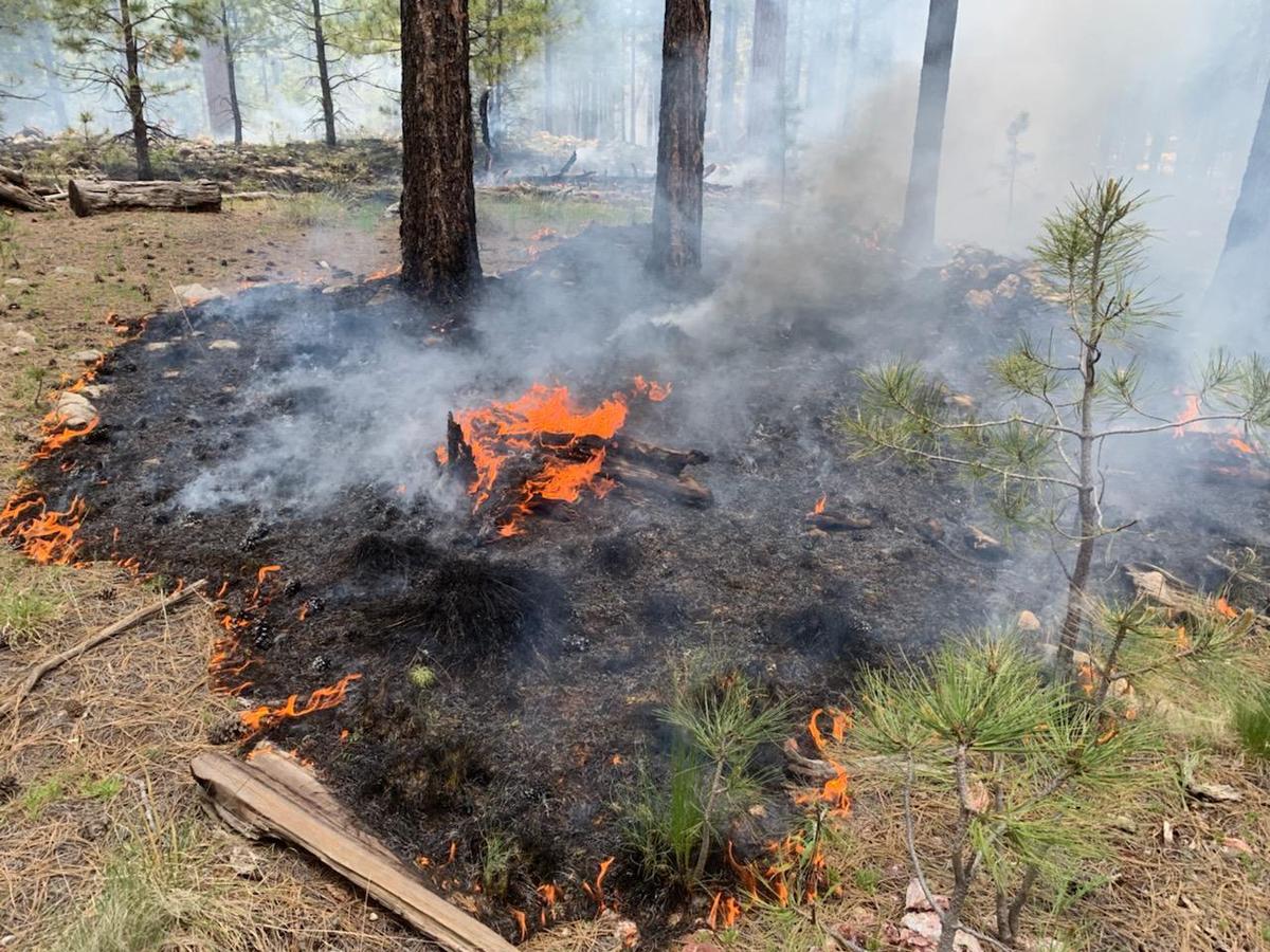 Illegal Campfires Persist Despite Bans Throughout Arizona Knau Arizona Public Radio 1782