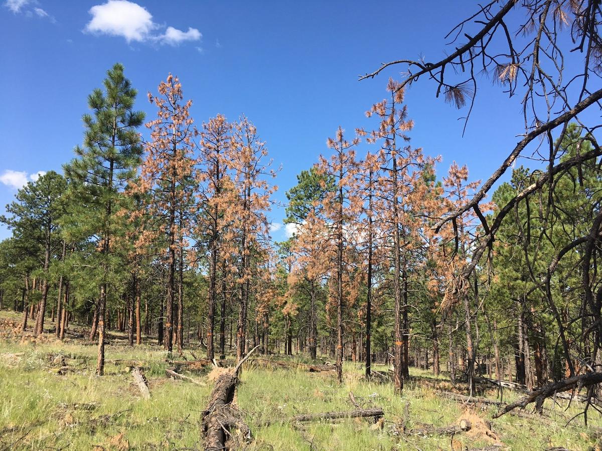 Bark Beetles Kill Thousands Of Acres Of Ponderosa Pines As Drought