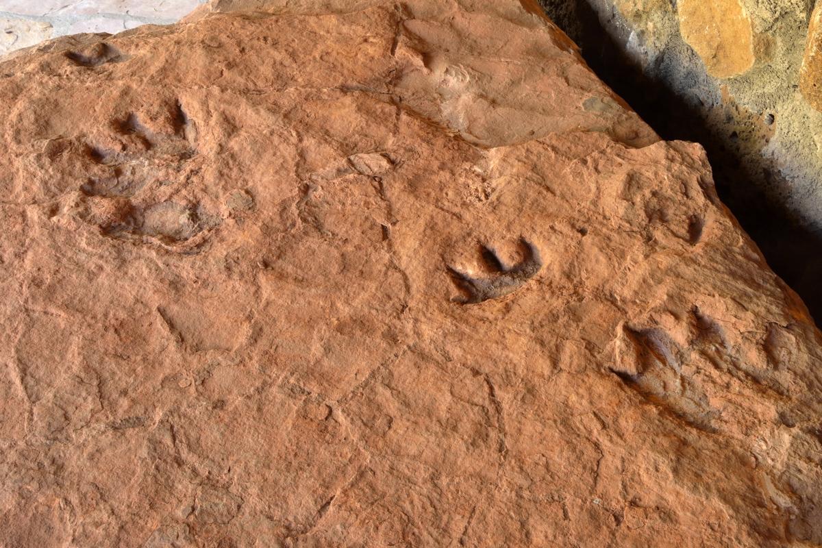 Earth Notes Flagstaff Fossil Trackway Reveals Details About Animal