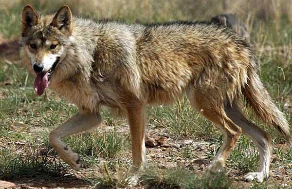 Two Mexican Gray Wolves Found Dead in New Mexico | KNAU Arizona Public ...