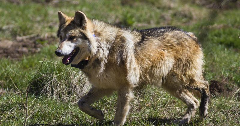 Group Calls For Release Of Mexican Gray Wolves In New Mexico | KNAU ...