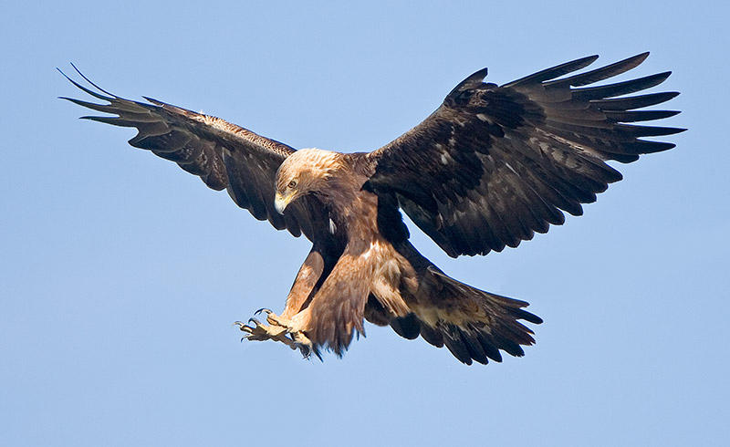 Brain Food: Ecologists Striving to Increase the Golden Eagle Population ...