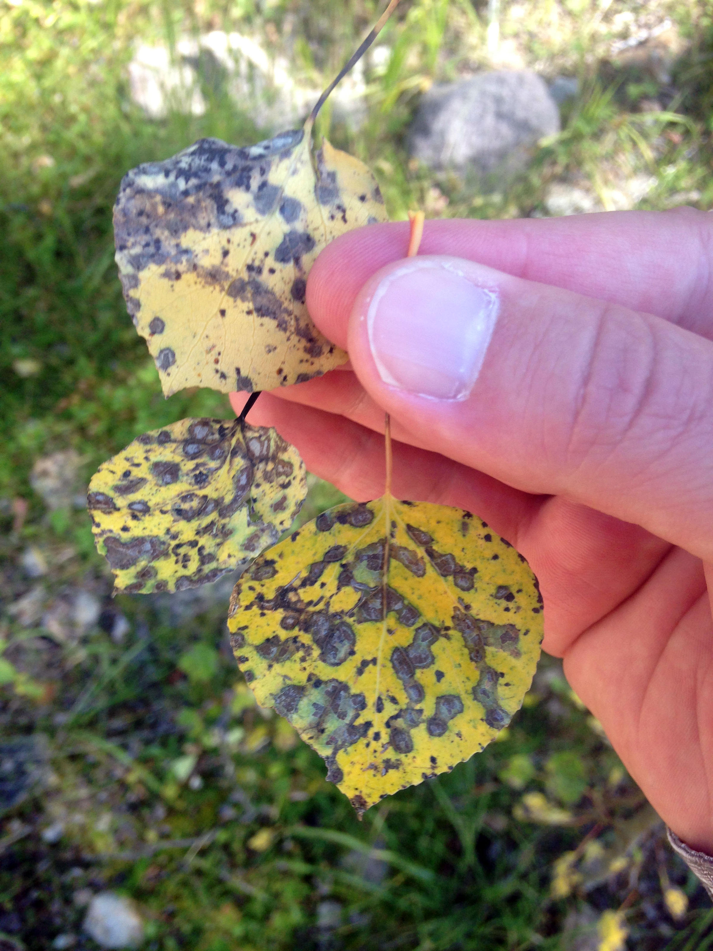 fungal-disease-turns-aspen-leaves-brown-knau-arizona-public-radio