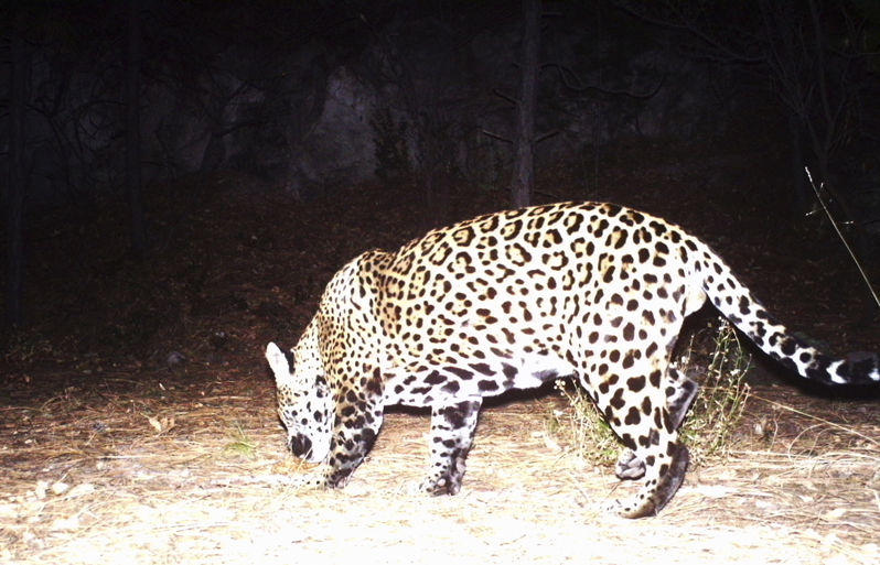 Wild Jaguar Spotted In Southern Arizona | KNAU Arizona Public Radio