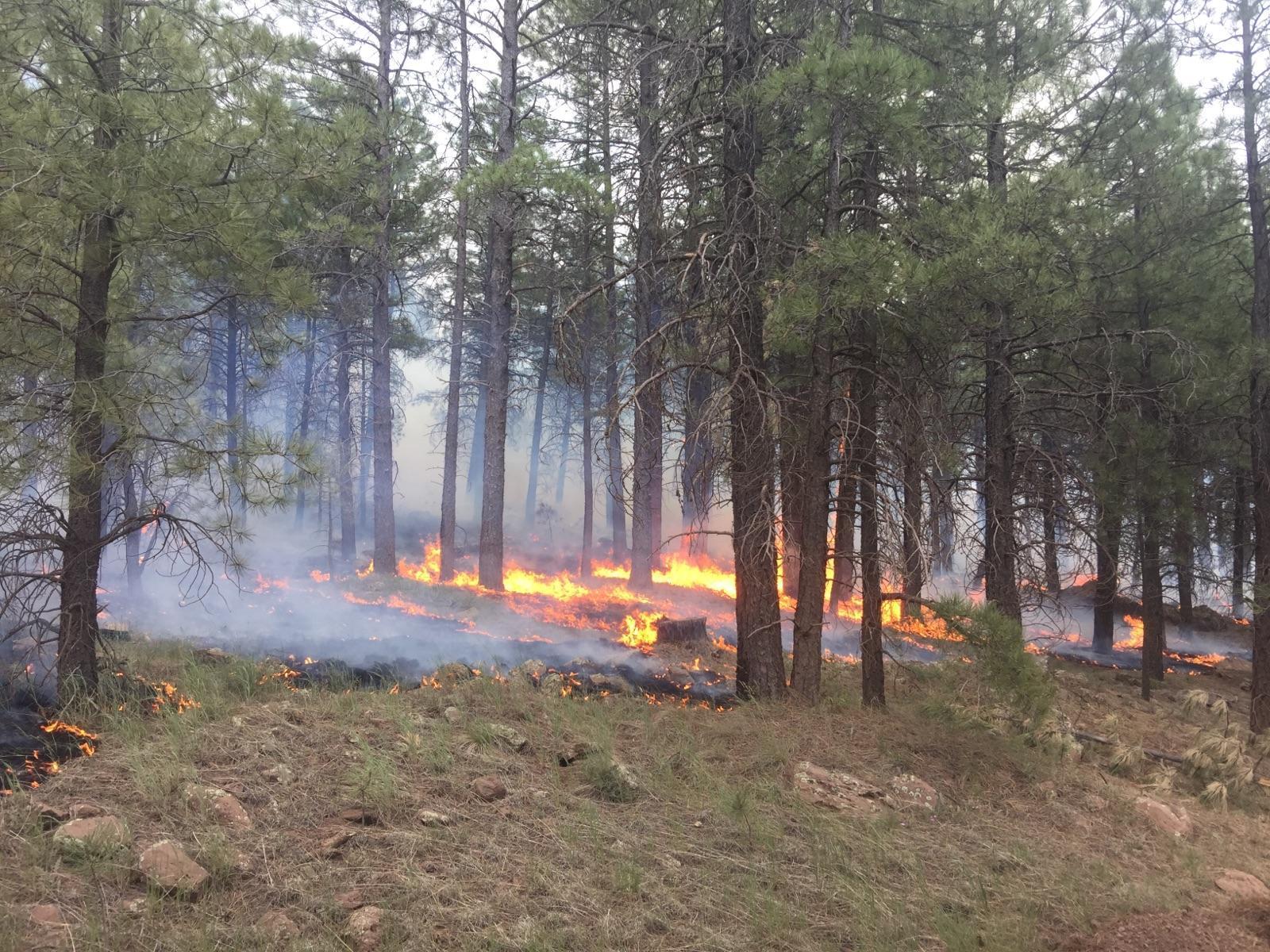 Study: Managed Wildfires a Mixed Success for Ponderosa Pine Forests ...