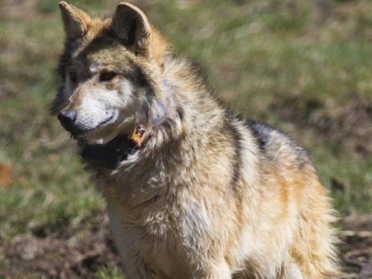 Game and Fish Study Concludes Most Mexican Gray Wolf Territory South of ...