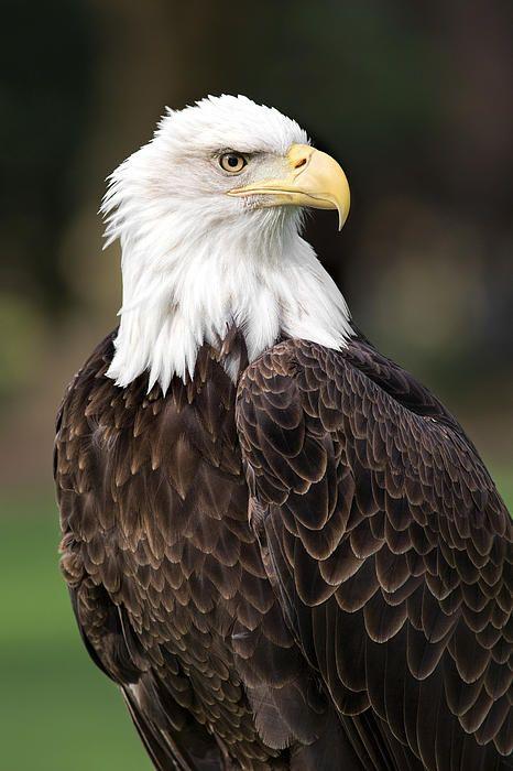 Fewer Bald Eagles Hatched In Arizona In 2019 | KNAU Arizona Public Radio