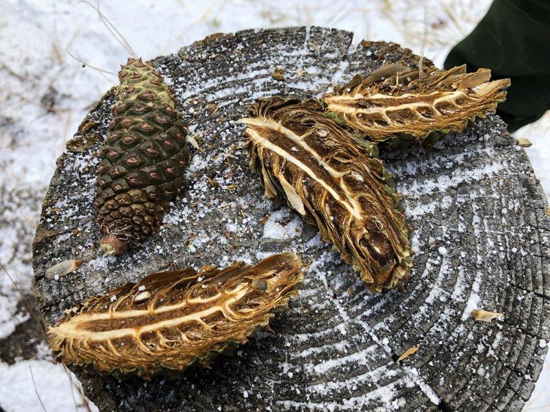 FireRavaged Forests Get Help From Pine Cone Collectors KNAU Arizona