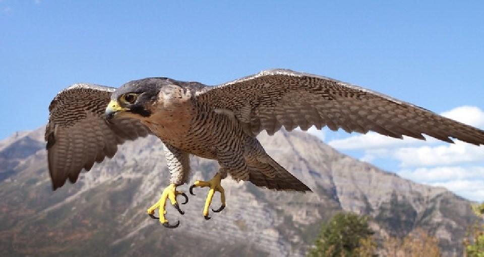 Prescott National Forest To Enact Closures For Peregrine Falcon Nesting