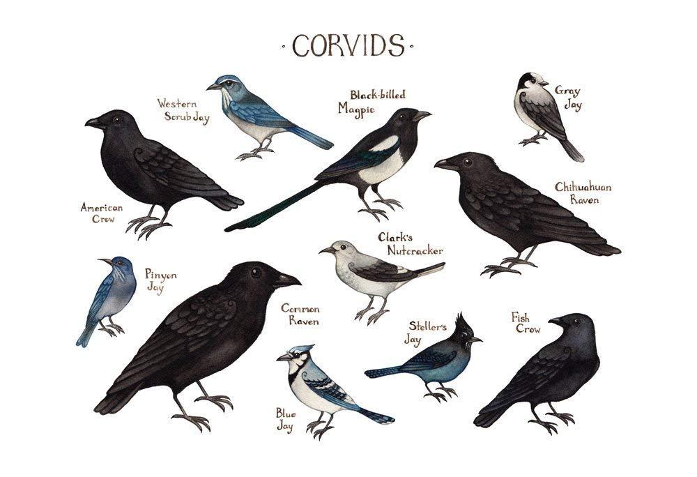 Poetry Friday: Corvids In The Time Of COVID | KNAU Arizona Public Radio