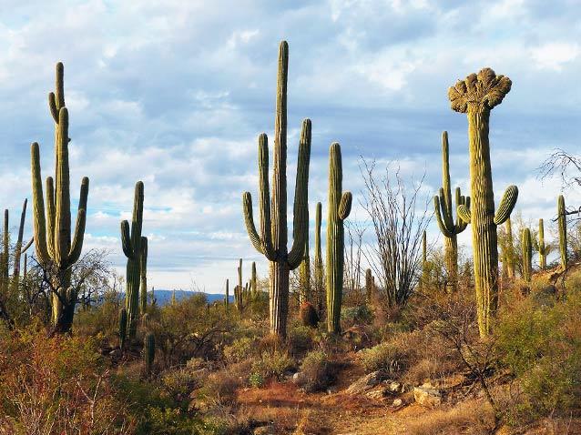 Low Cactus Reproduction Numbers At Saguaro National Park In Tucson ...