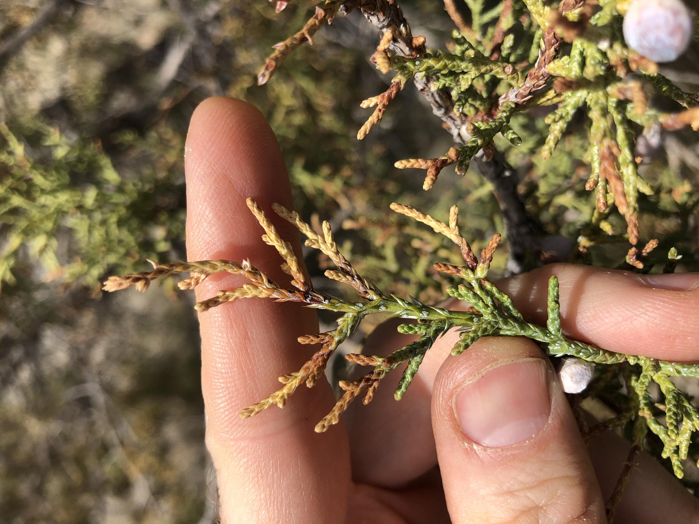 Earth Notes The Southwest's Juniper DieOff KNAU Arizona Public Radio