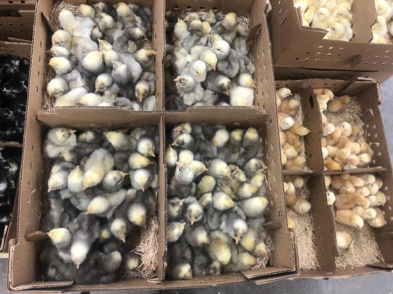 MailOrder Chickens Usually Arrive In 3 Days, But Extreme Weather