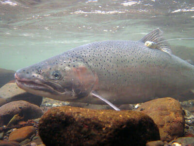 Adult Steelhead Released To Boost Snake River Populations | Spokane ...