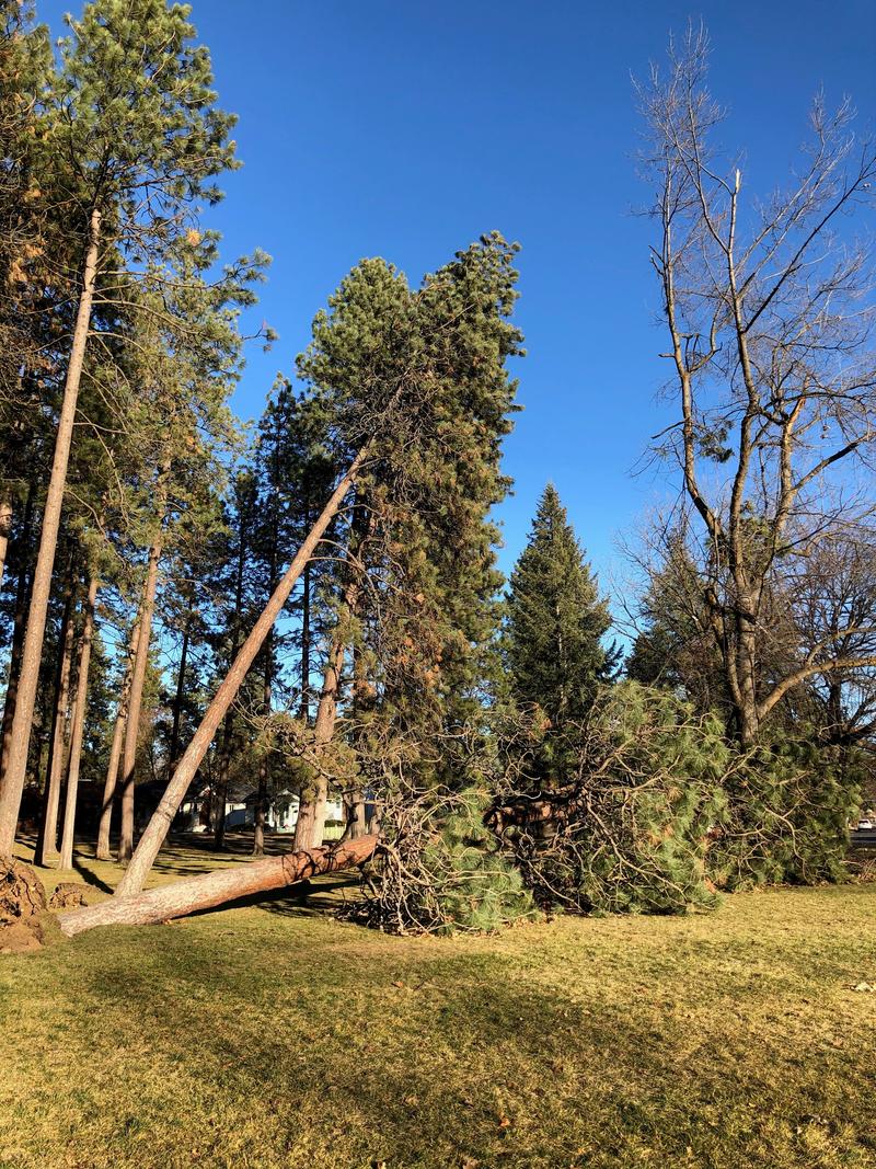 Spokane Parks Will Plant Two Trees For Every One That Fell In January