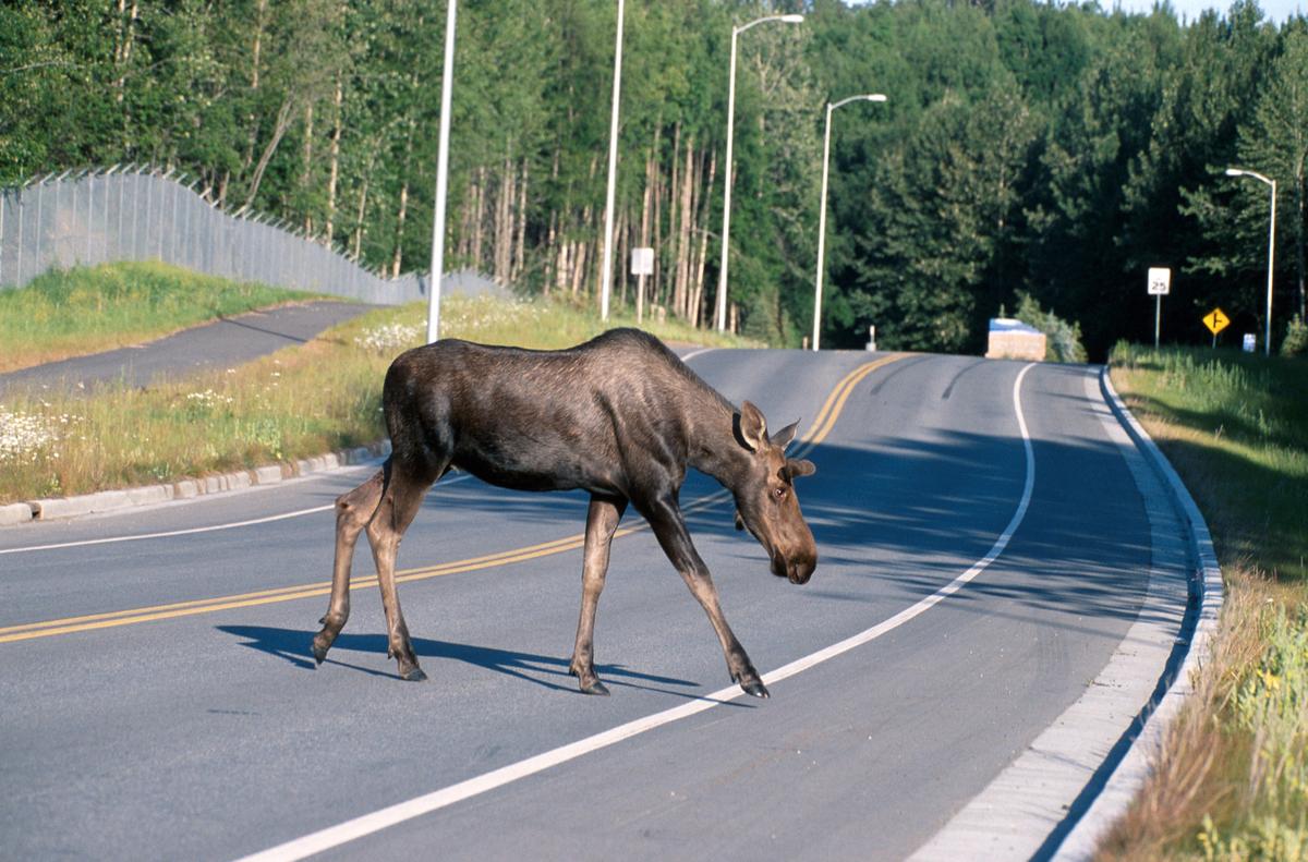 Two Moose Hit By Cars In Park City In The Past Month KPCW