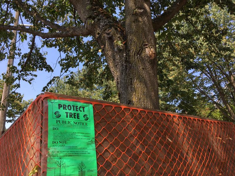 Seattle’s Draft Tree Protection Ordinance Maintains Protections For ...