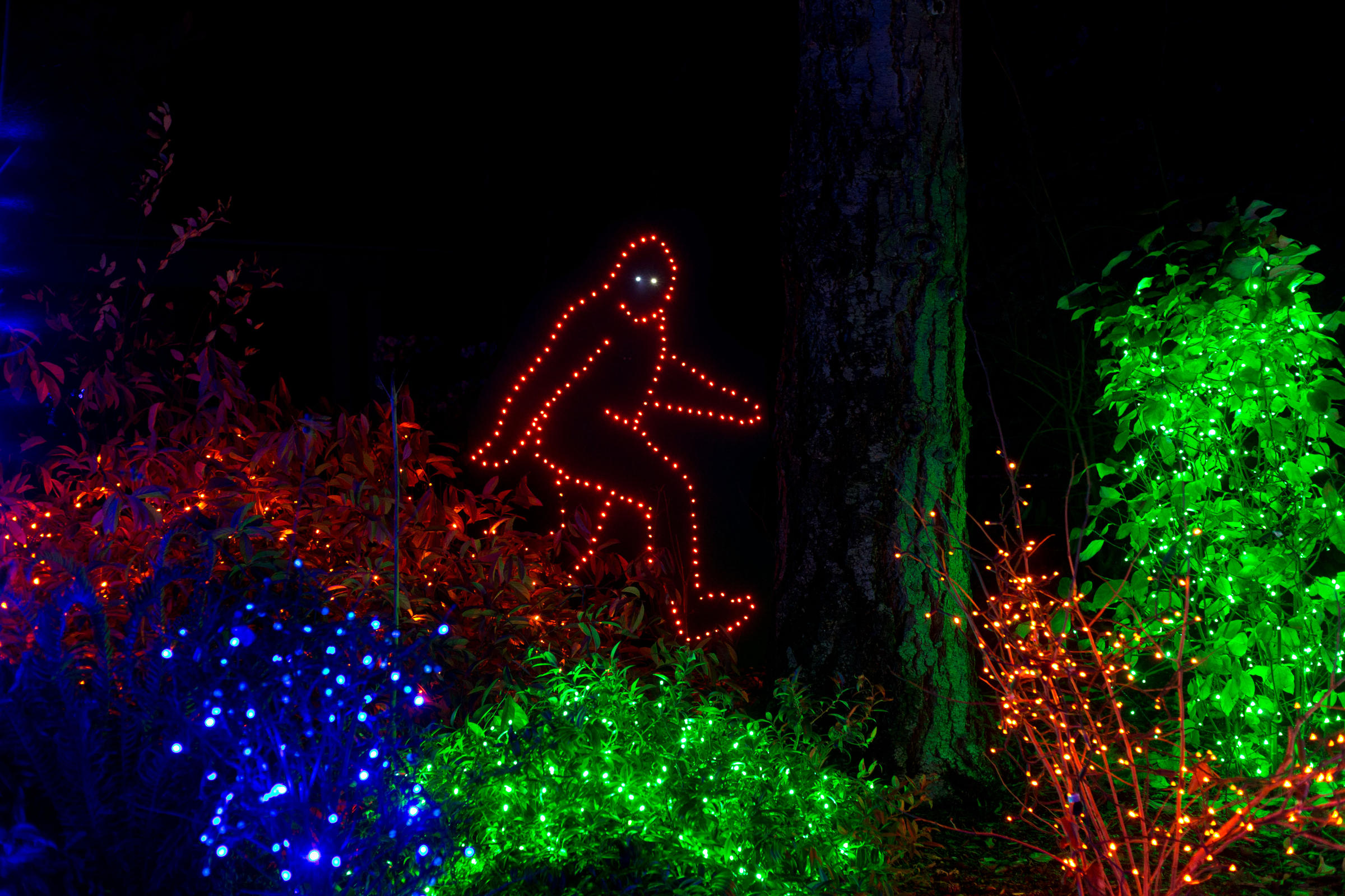 Zoolights returns with more than 700,000 lights and coronavirus precautions KNKX