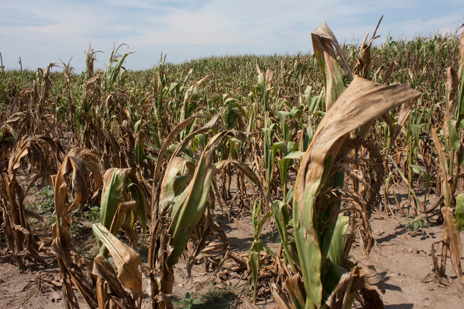 Increased drought from climate change forecasts lower Midwestern crop  yields – Eideard