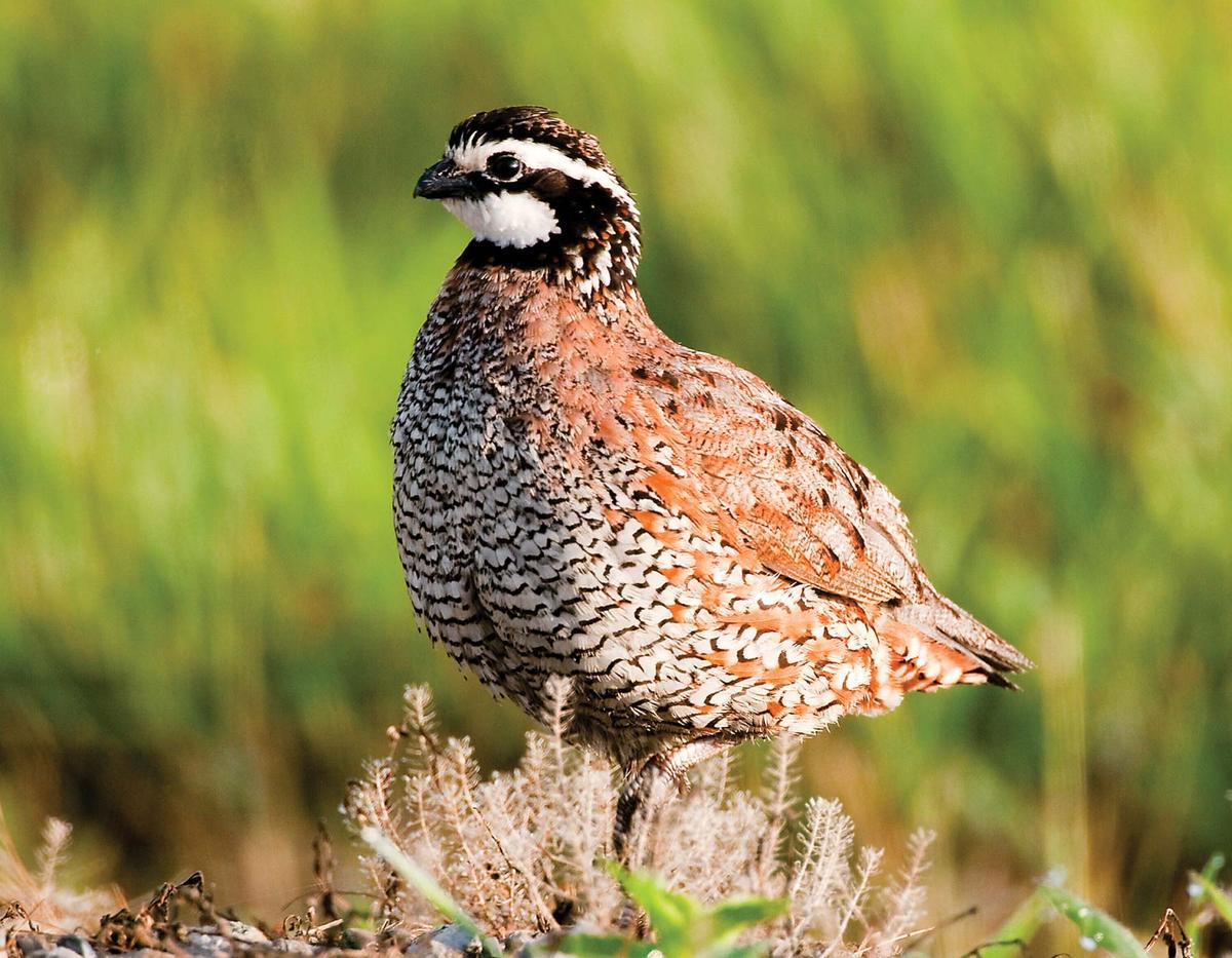 Bootheel Bobwhites Rank Among Top In Nation For Quail Conservation