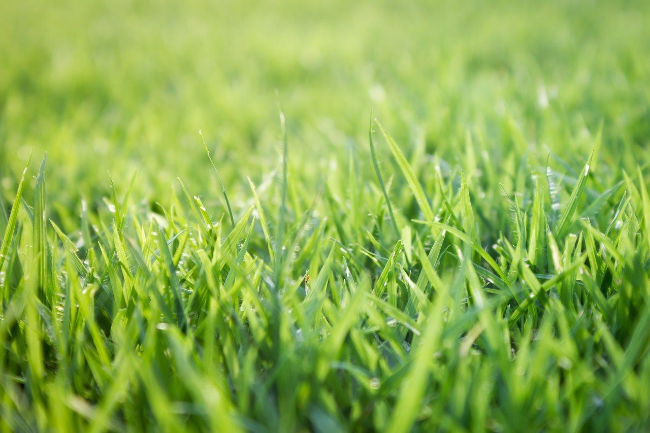 Wednesday, Apr. 8 // "Spring Lawn Management" With The University Of