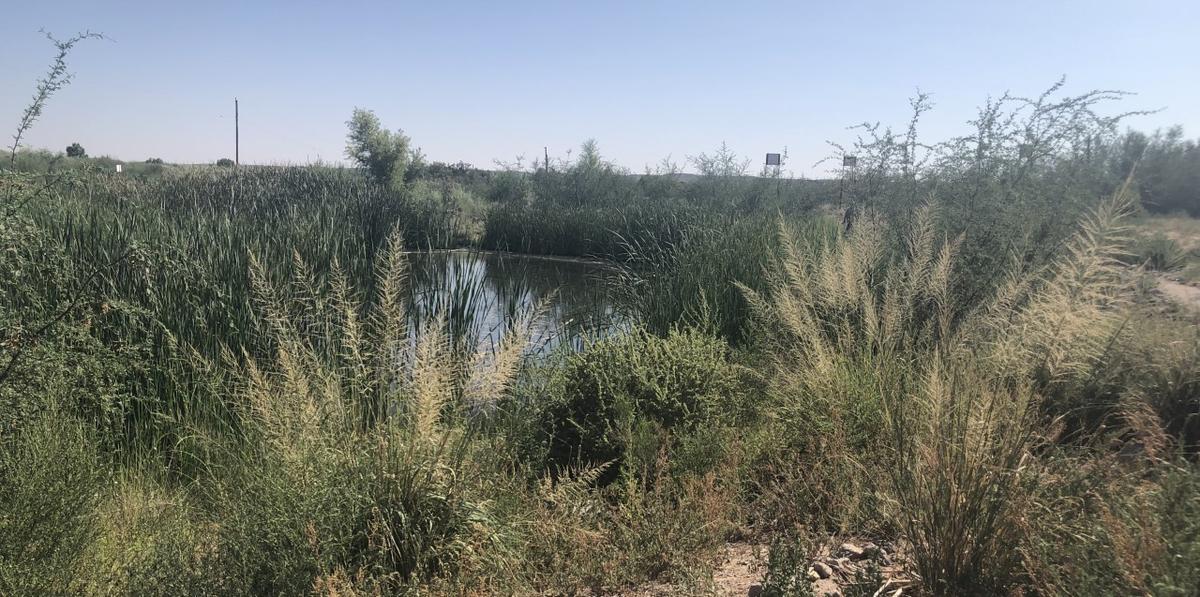 New Mexico Environment Department Works To Combat Wetland Loss | KRWG