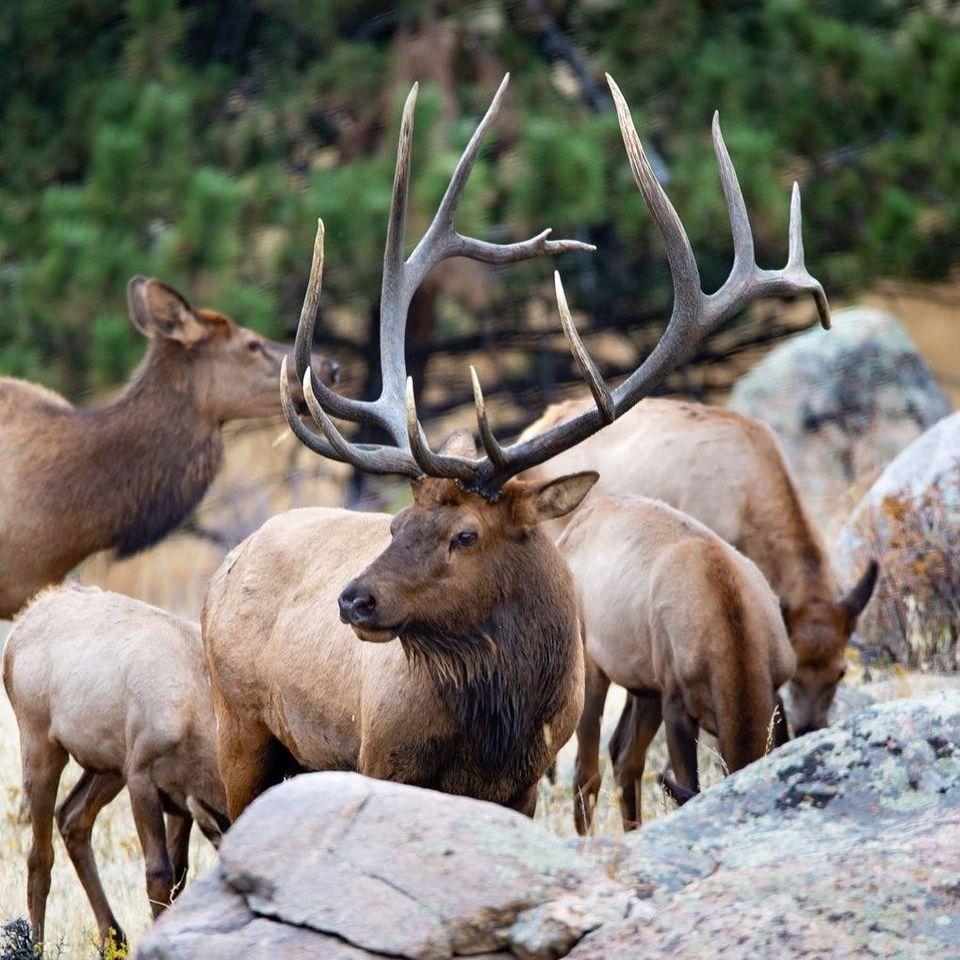 New Mexico Elk Migration Corridor Protected, Opened to Access KRWG
