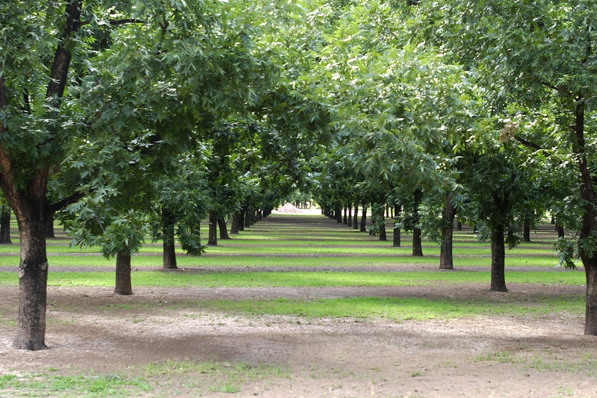 Pecan Trees In Virginia at Fred Frith blog