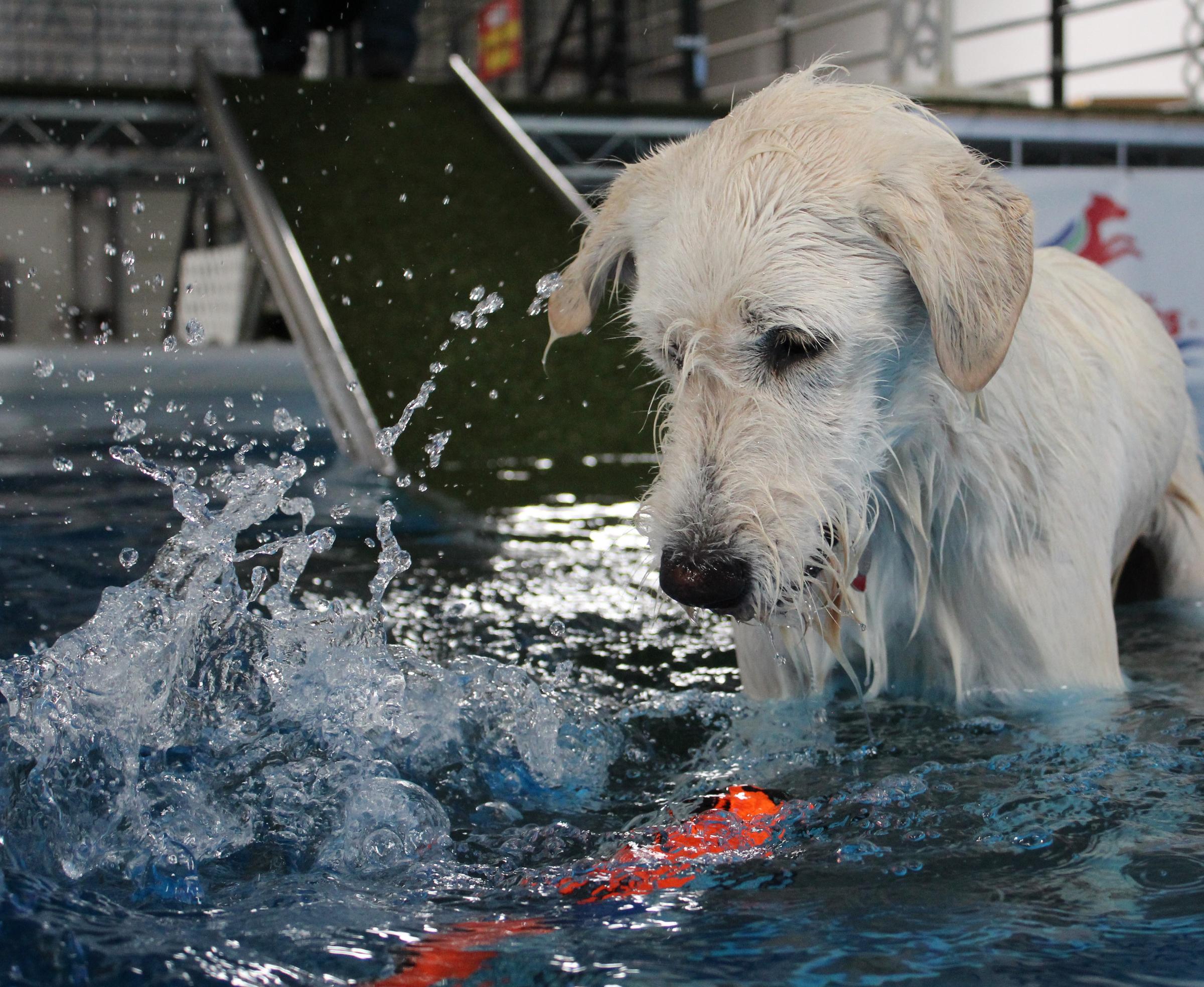 Dock Diving for Dogs In Las Cruces KRWG