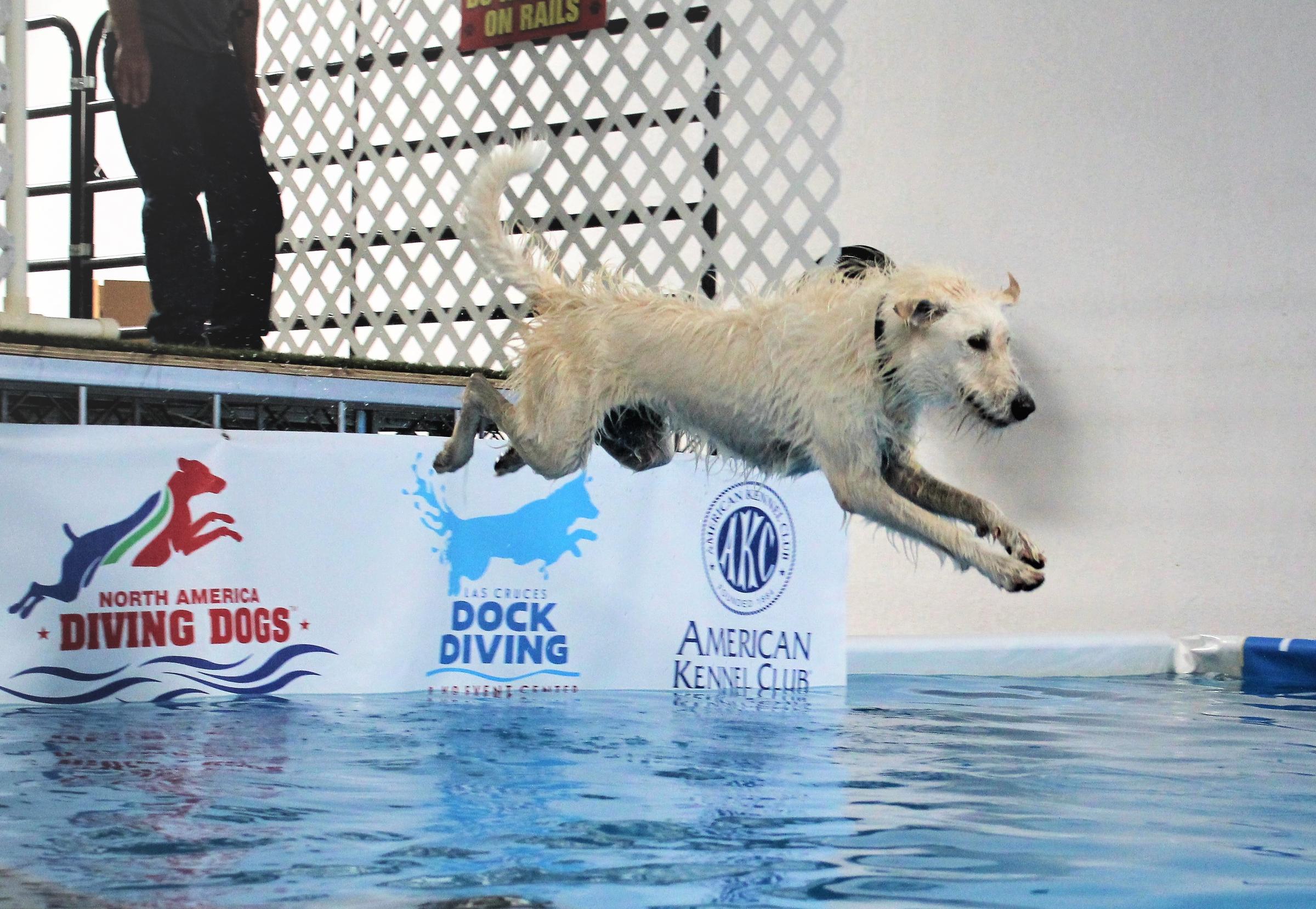 Dock Diving for Dogs In Las Cruces KRWG