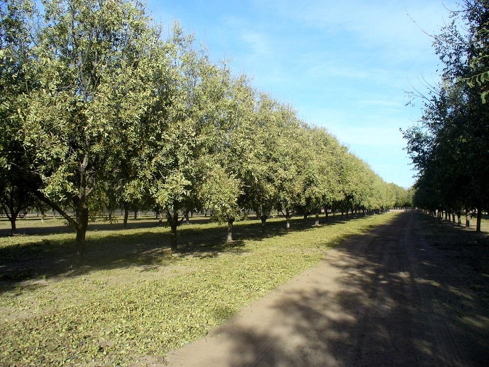 New Mexico Leads The Nation In Pecan Production KRWG
