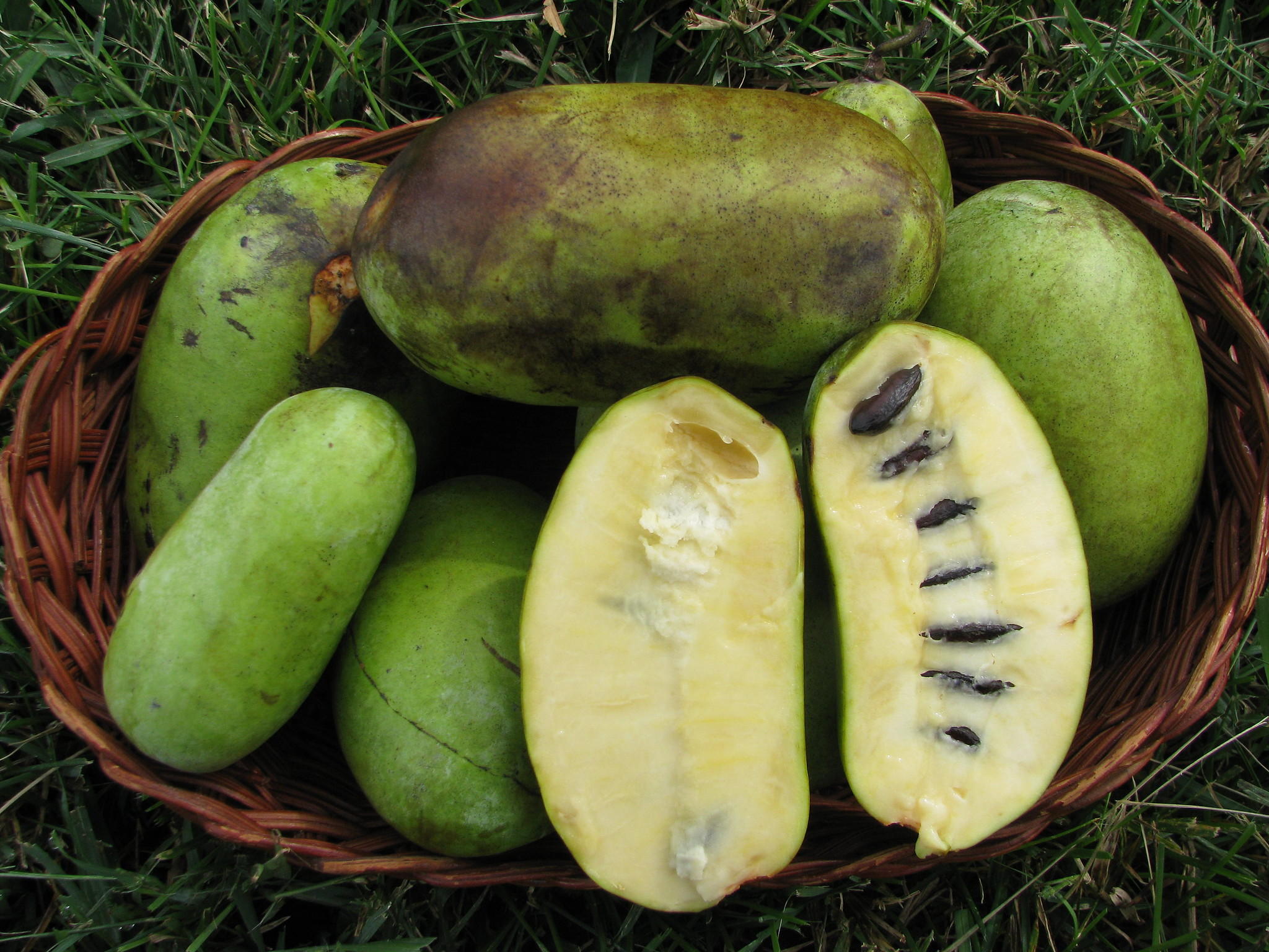 “Pawpaw Field Day” Sheds Light on Missouri’s State Fruit KSMU Radio