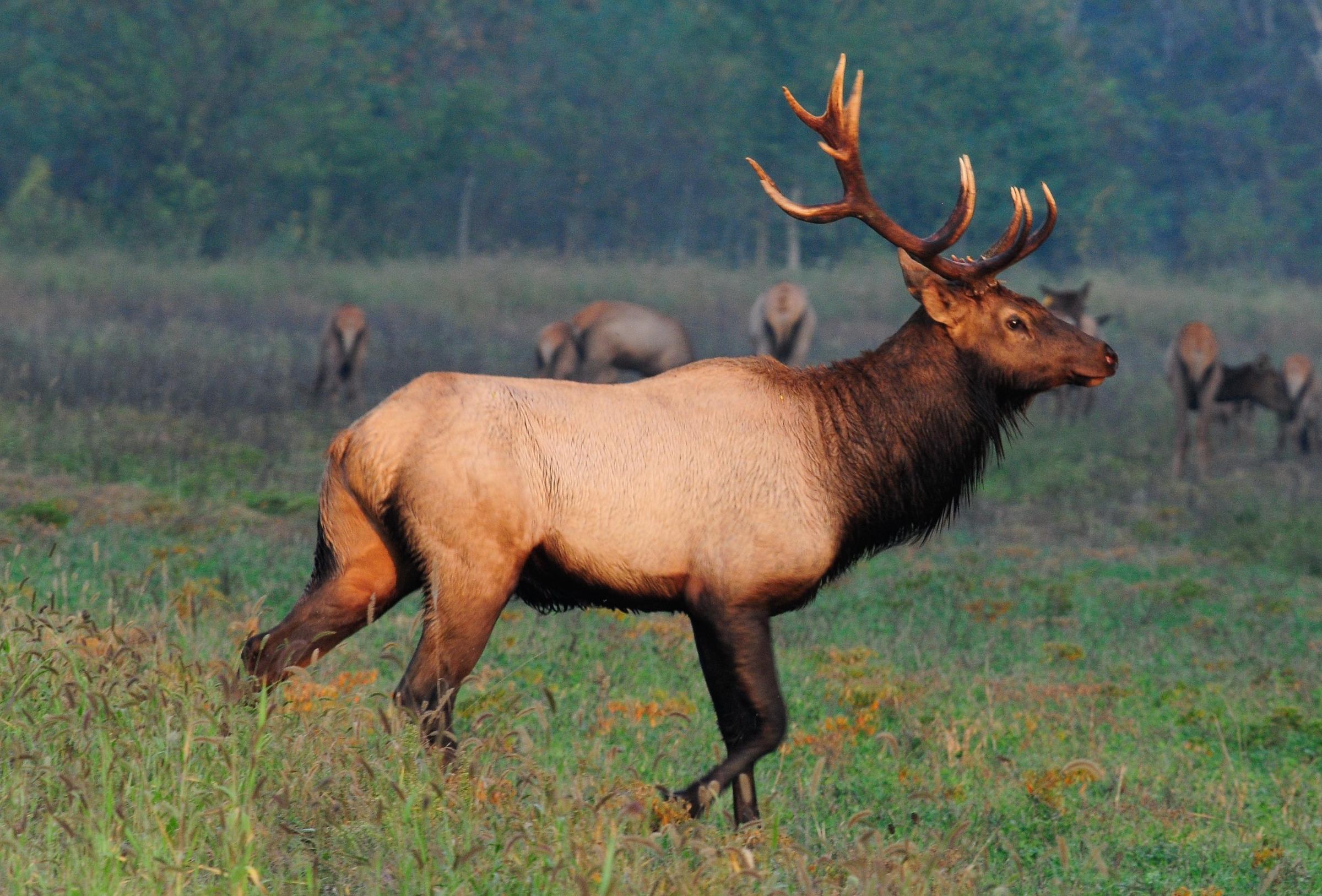 To Hear The Otheworldly Bugle Of An Elk Take A Fall Drive Through Peck Ranch Ksmu Radio
