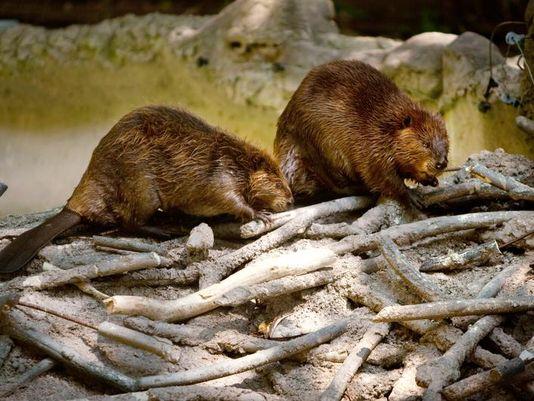 Beaver Kills In Beaver State Lead To Lawsuit | Jefferson Public Radio