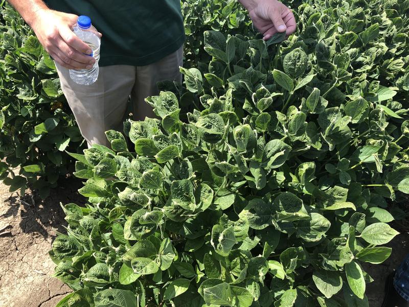 Arkansas State Plant Board Again Loosens Dicamba