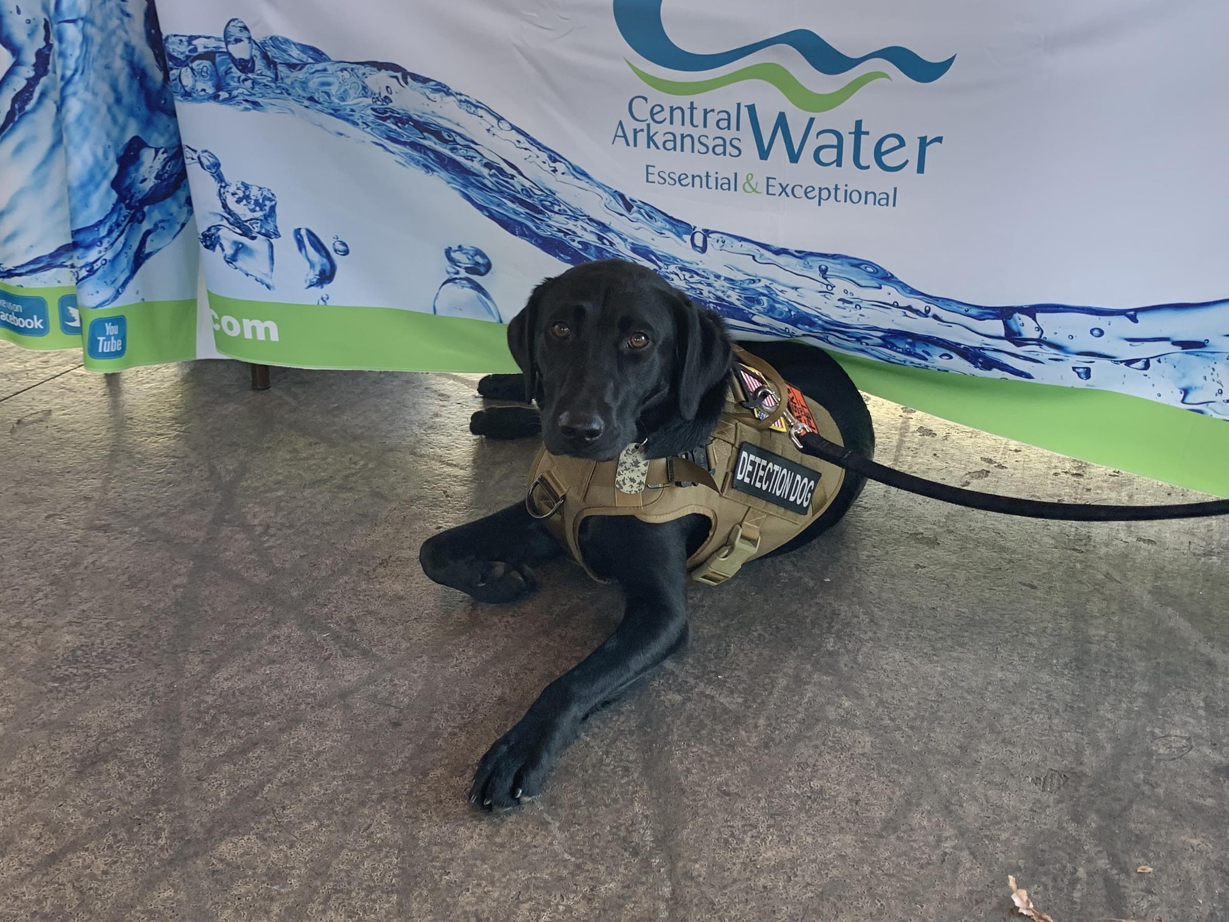 Central Arkansas Water Introduces Water Leak Detection Dog KUAR