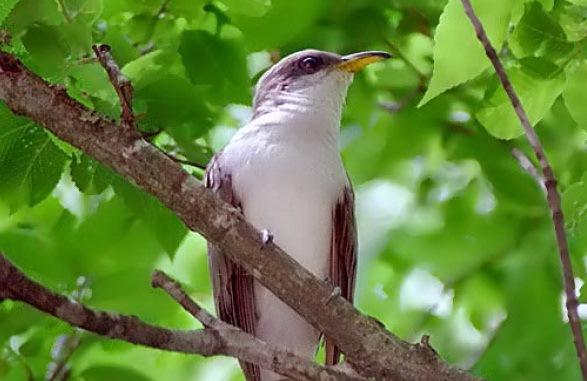 Western Yellow-Billed Cuckoo Proposed as Threatened Species | KUER 90.1
