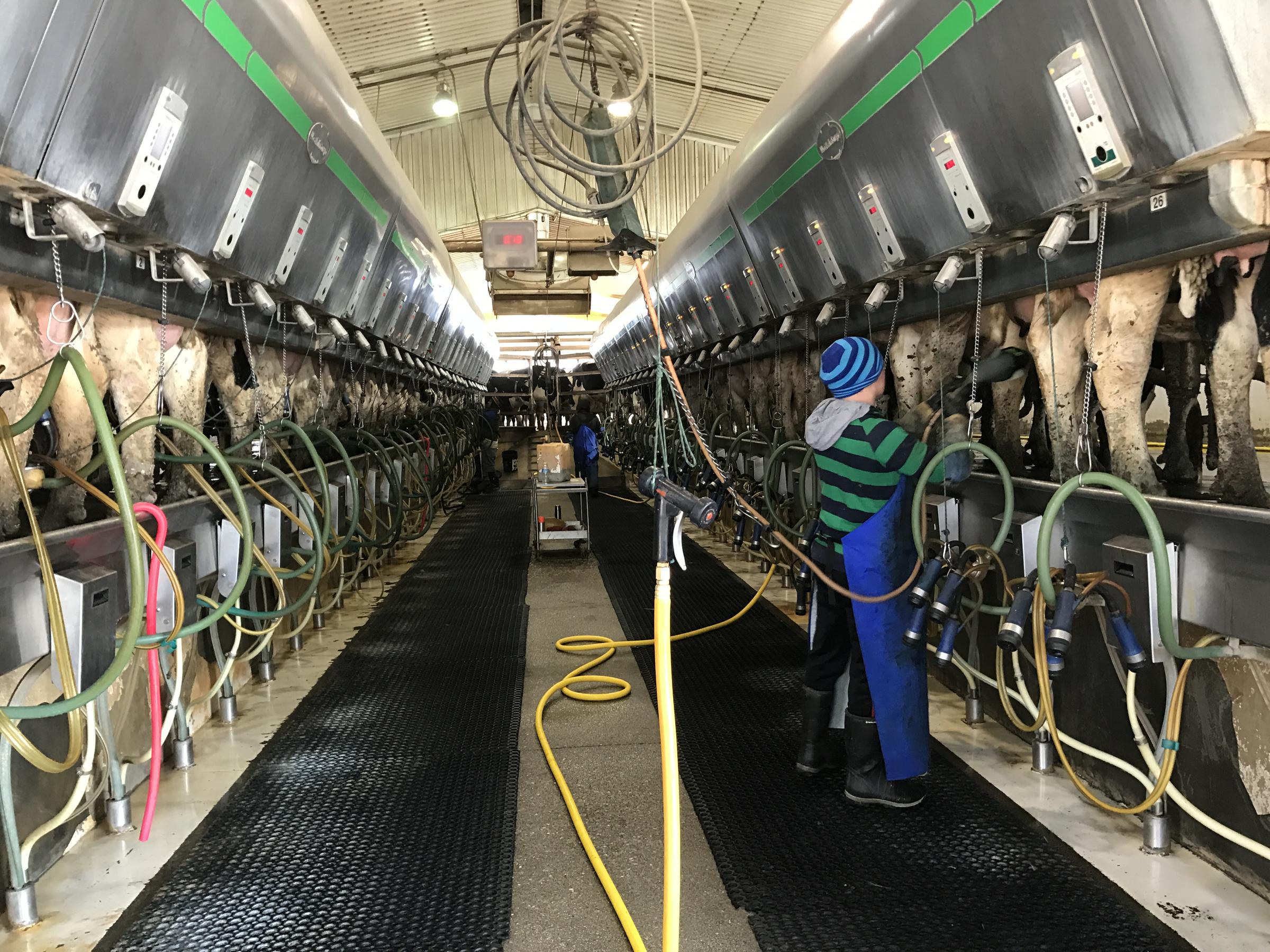 Got Milk? On One Utah Dairy Farm, Labor Shortage Causes Concern | KUER 90.1