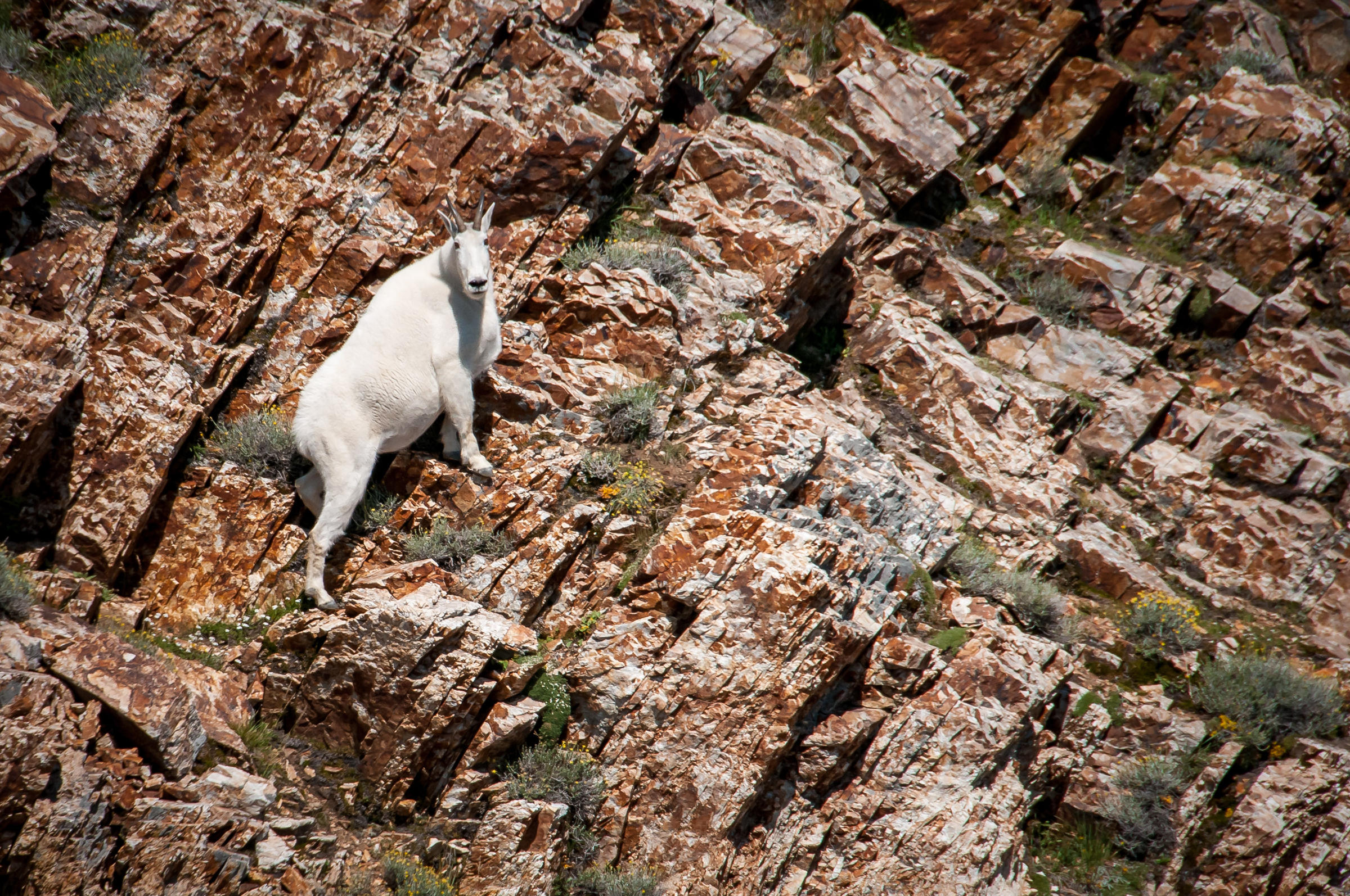 a mountain goat being counted by helicopter.
