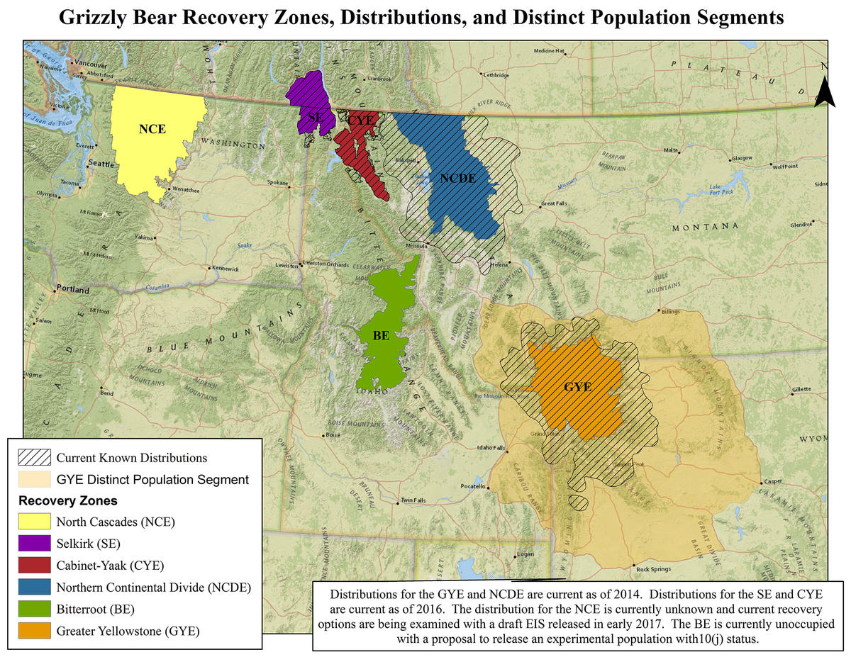 USFWS Appeals Ruling Restoring ESA Protections For Yellowstone-Area ...