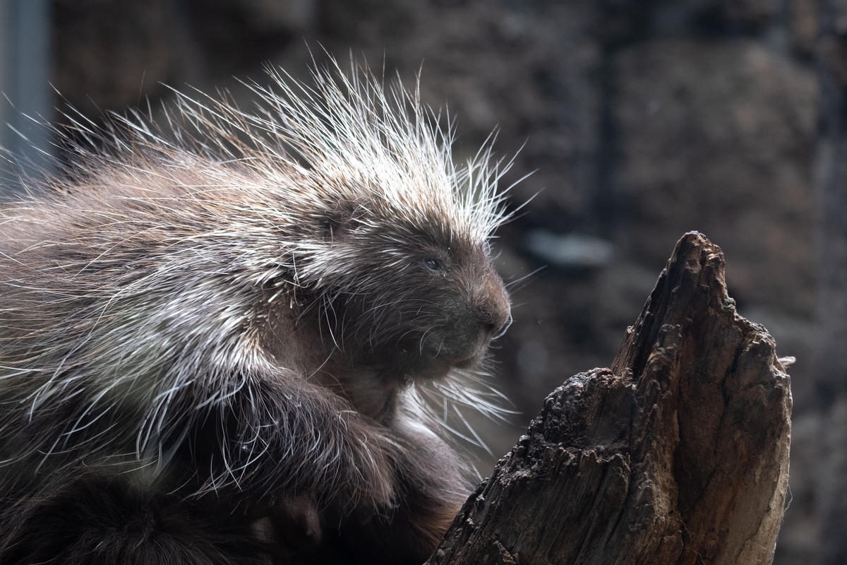 A Fisher's Guide To Preying On Porcupines MTPR