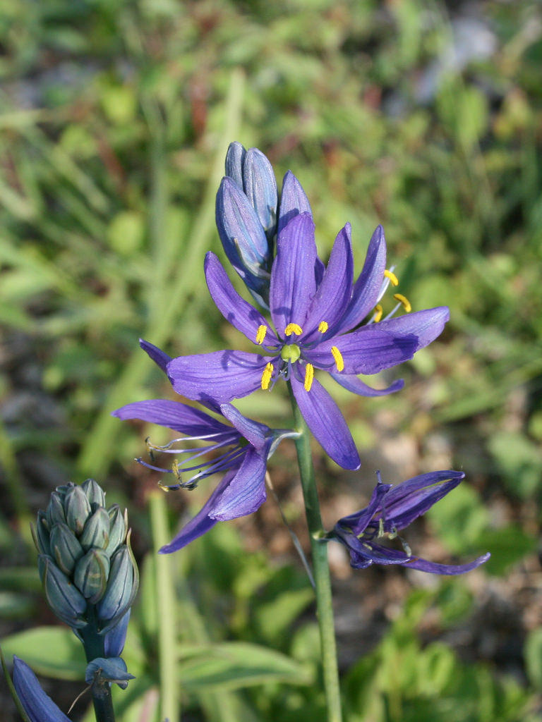 'Field Notes' Camas Bulbs Below The Snow MTPR