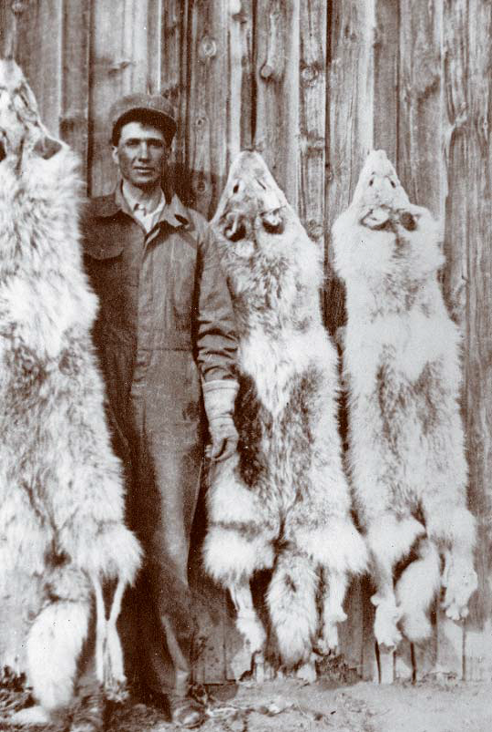The history of wolves in Montana is a bloody one MTPR