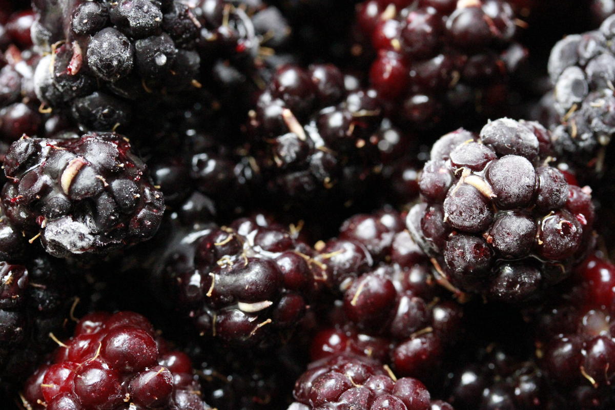 There Are Worms In The Blackberries You Just Picked | KUOW News and 