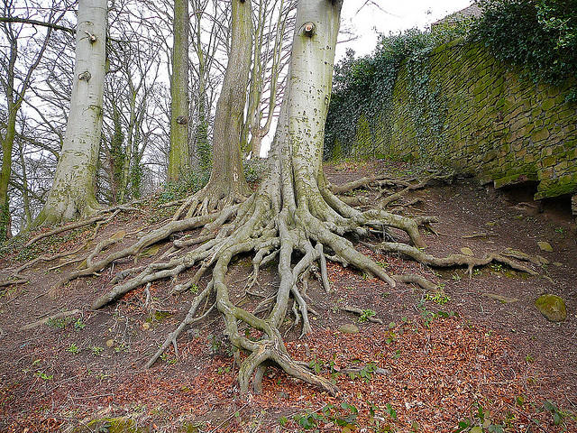 Tree roots show no tree stands alone