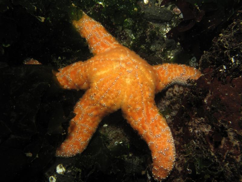 An ochre star. The unidentified wasting disease has also been spotted among ochre stars in Olympic National Park.