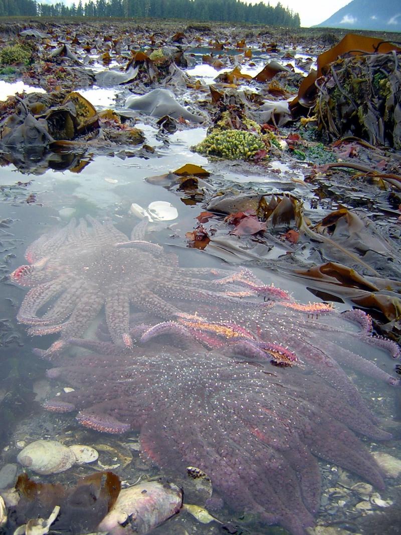 Sunflower stars on an exceptionally low tide in Southeast Alaska