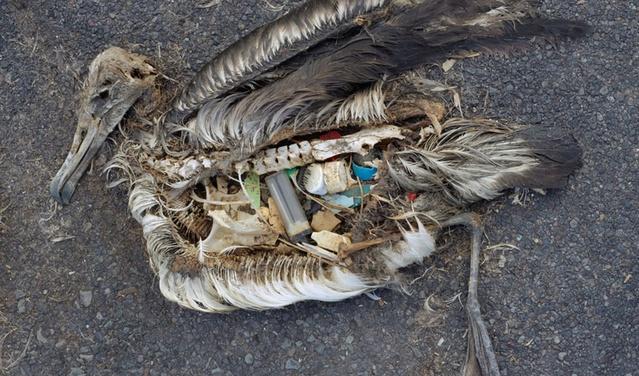 Chris Jordan, a Seattle filmmaker, spent years documenting the effects of plastic pollution on albatrosses in the South Pacific. He was initially devastated by what he encountered but managed to work through his grief by facing it. 
