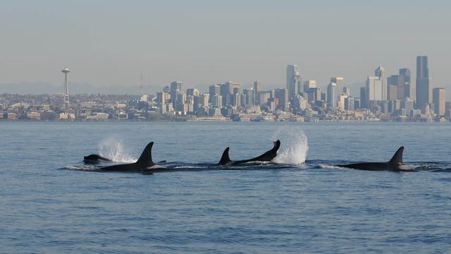 An orca pod travels past the Seattle skyline. A new study shows that pods are most likely led by older females.